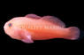 Citrinus Clown Goby