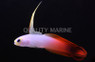 Firefish Goby