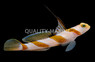 Hi Fin Red Banded Goby