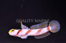 Hi Fin Red Banded Goby