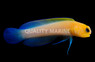 Yellowhead Jawfish