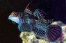 Green Mandarin