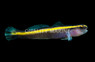 Yellowline Goby