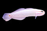 Orange Striped Goby