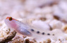 Red Head Goby