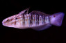Sleeper Banded Goby
