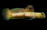 Blue Spotted Shrimp Goby