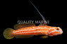 Yasha Shrimp Goby