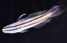 Sleeper Railway Glider Goby