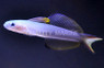 Blackfin Dartfish