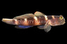 Y Bar Shrimp Goby