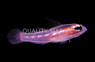 Masked Goby