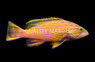 Polleni Harlequin Grouper