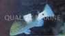 Masked Grouper, Juvenile