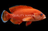 Tomato Grouper