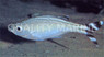 Barred Flagtail Grunts