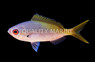 Redbelly Yellowtail Fusilier