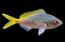 Redbelly Yellowtail Fusilier