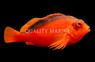 Flame Hawkfish