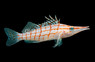 Long Nose Hawkfish