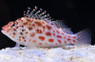 Pixie Hawkfish