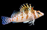 Dwarf Hawkfish
