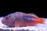 Freckled Hawkfish