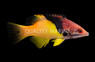 Coral Hogfish