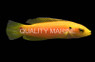 Two Spot Hogfish