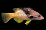 Coral Hogfish, Juvenile