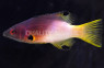 Axil Spot Hogfish