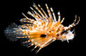Spotfin Lionfish