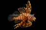 Volitan Lionfish