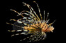 Common Volitan Lionfish :: 22510