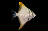 Mono Argenteus 