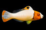 Bicolor Parrotfish