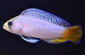 Splendid Dottyback