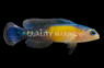 Yellow Breasted Dottyback, Male