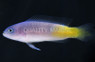 Orange Spotted Dottyback