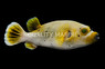 Dogface Pufferfish