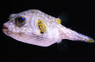 Stars & Stripes Pufferfish