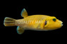 Golden Pufferfish 