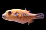 Golden Pufferfish 