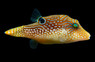 Blue Spotted Pufferfish