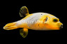 Yellow Belly Dogfish Pufferfish