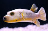 Yellow Belly Dogfish Pufferfish