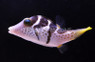 Saddle Valentini Pufferfish