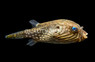 Reticulated Pufferfish
