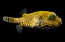 Starry Pufferfish