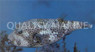 Starry Pufferfish